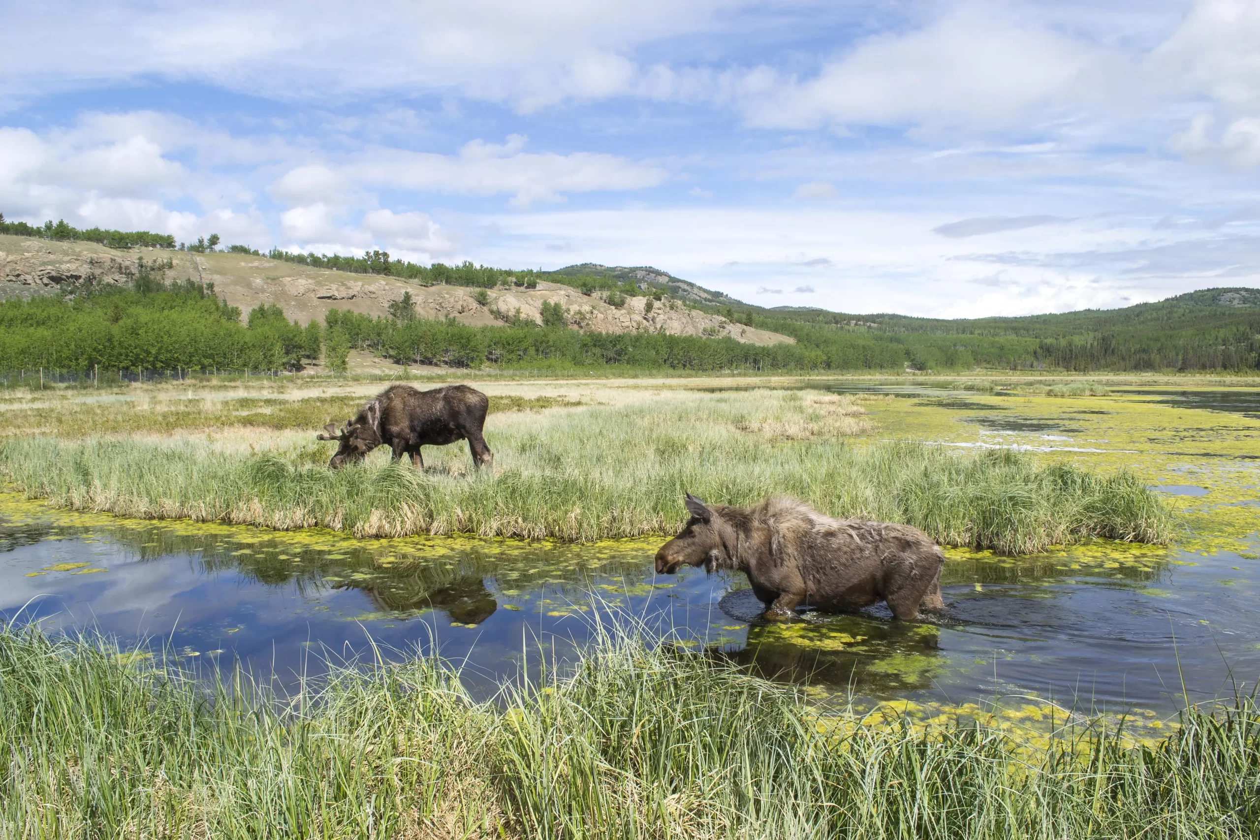 Two female moose explore the pond