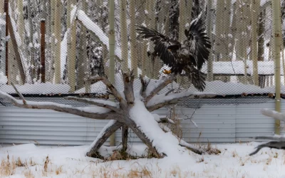 Dawson City Bald Eagle