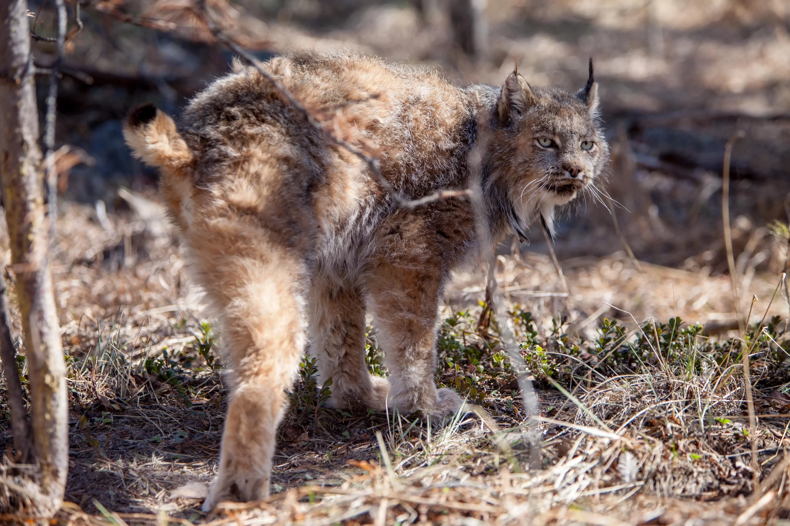 a rescued 3 legged lynx walks among vegetation at the Yukon Wildlife Preserve