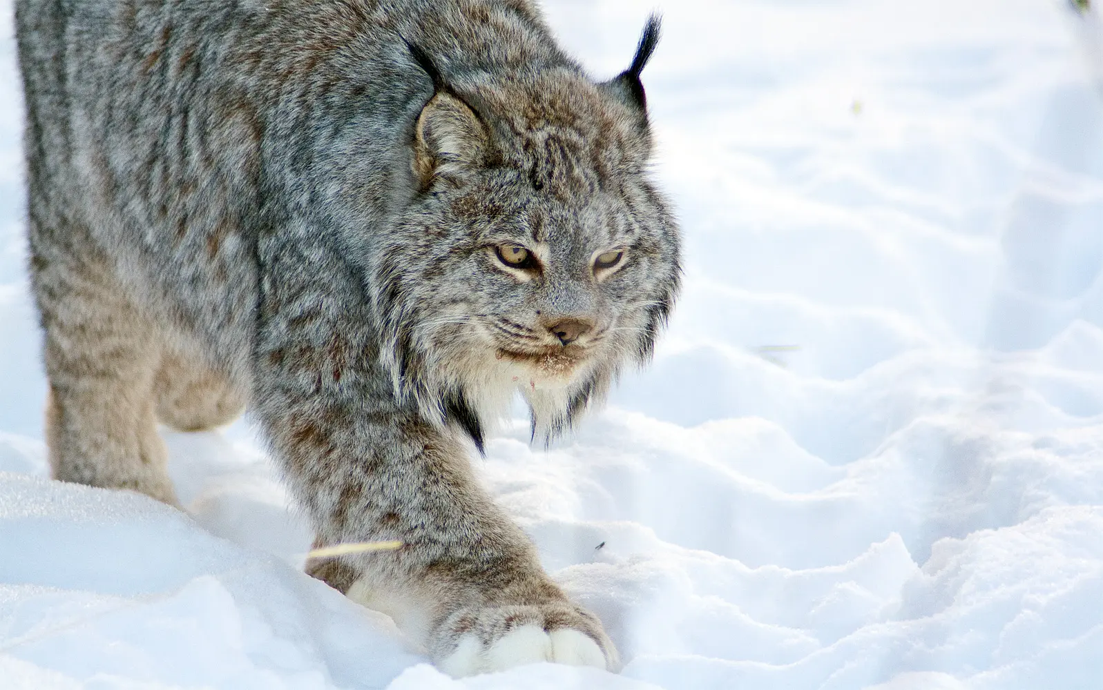 Male lynx photo taken 2013. Born in Summer 1997 died December 2017. 