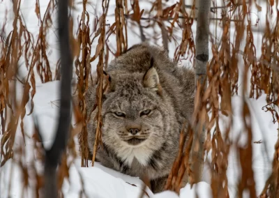 Male Lynx taken Nov 5 20243 legged. Died Nov 9 24 L.caskenetteYWP