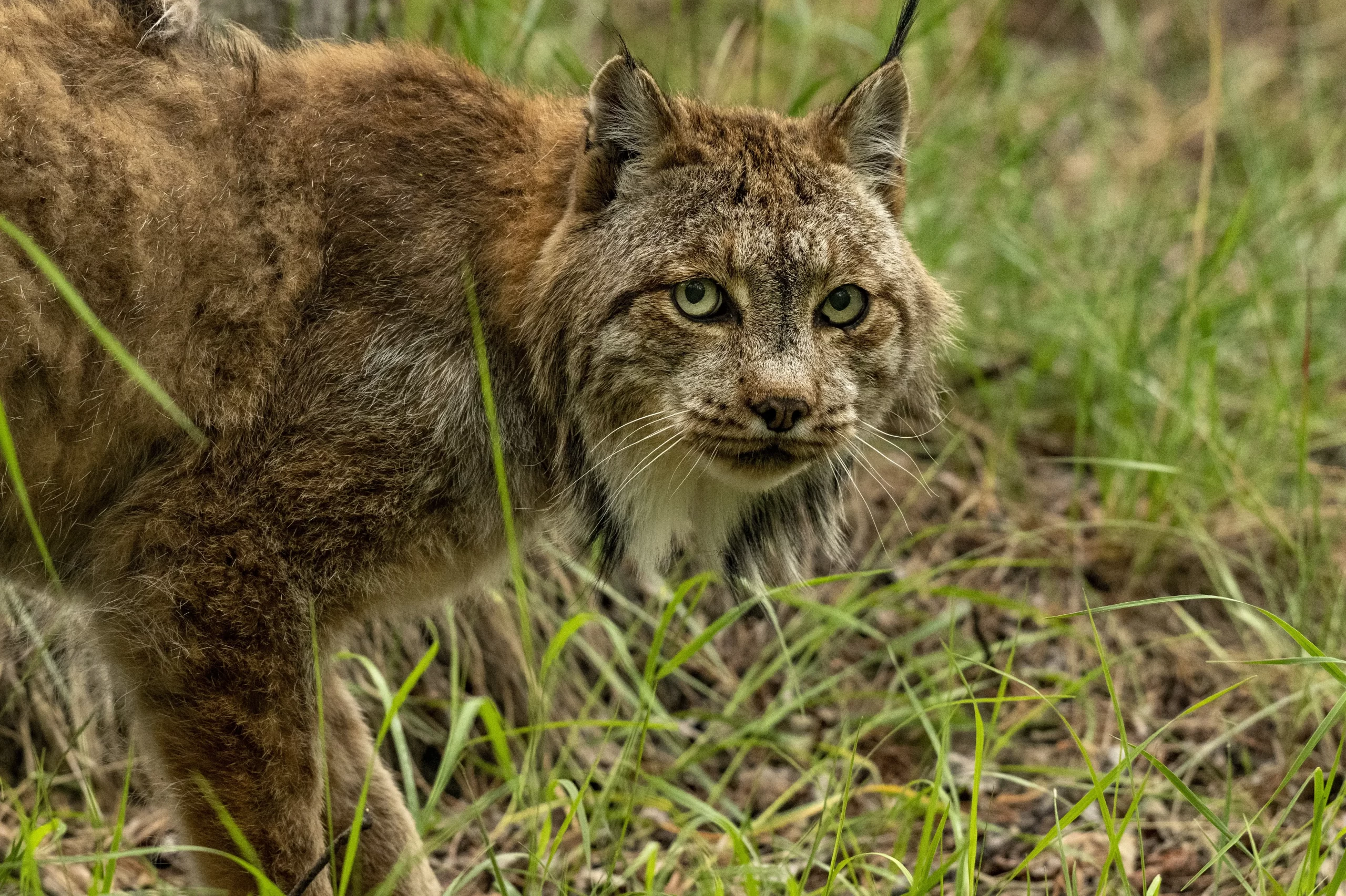 Photo Credit : Ami Vitale National Geographic  Male lynx summer 2024 three legged rescue lynx