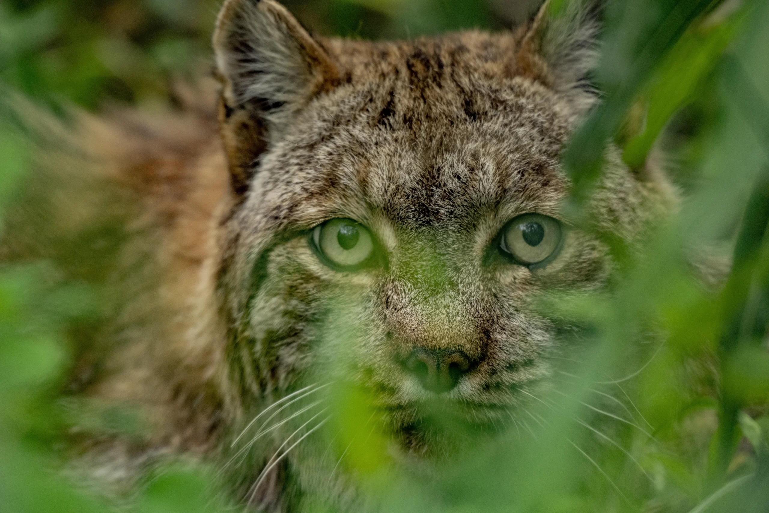 Photo Credit : Ami Vitale National Geographic  Male lynx summer 2024 three legged rescue lynx