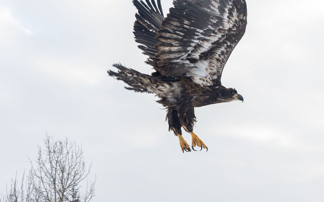 Carmacks Juvenile Bald Eagle Recovery