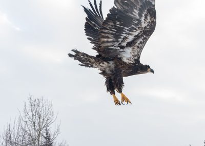 Carmacks Bald eagle McIntyre Marsh Release Nov 27 plus wild eagles L.Caskenette