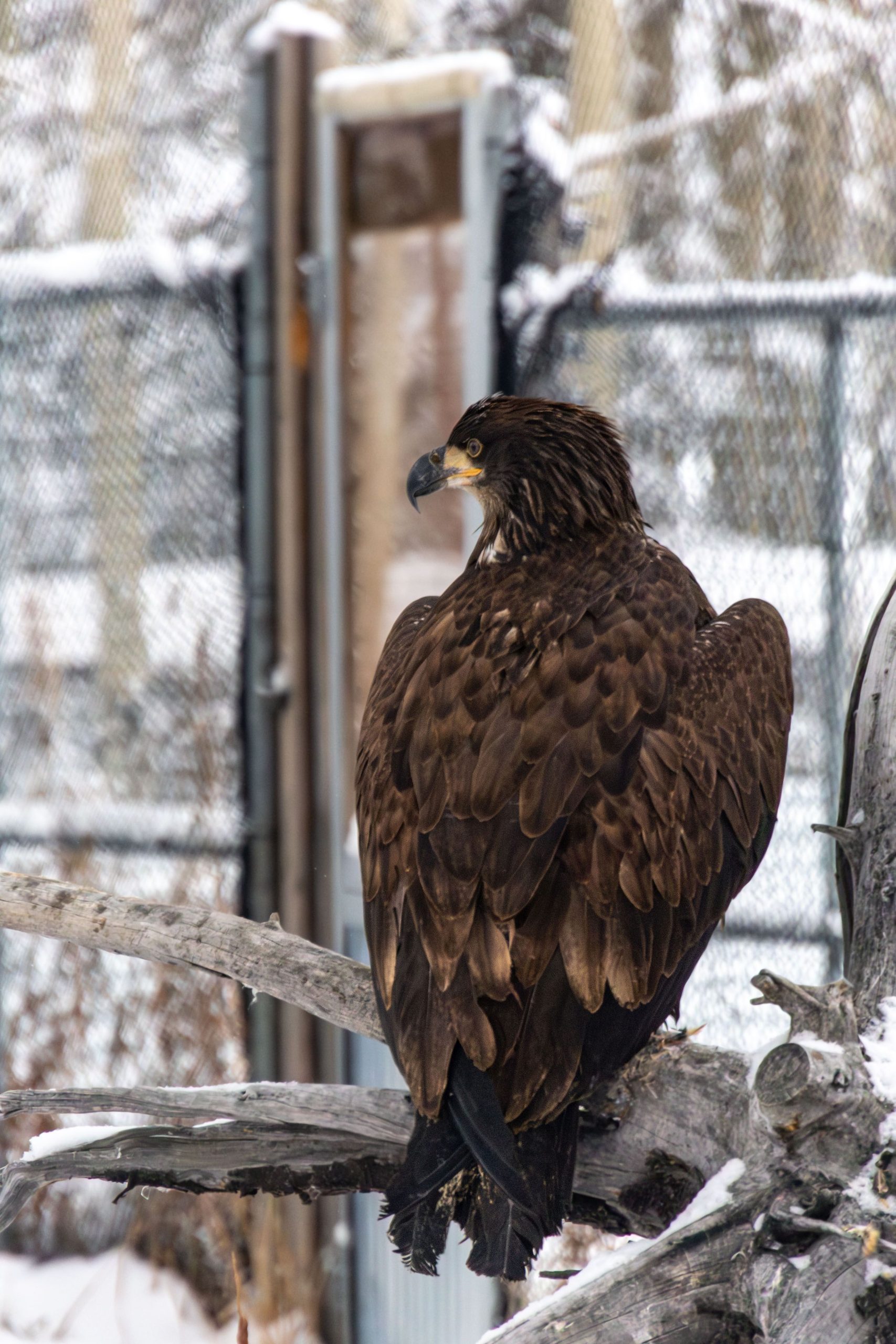 Old crow bald eagle upon arrival and admittance into the Wildlife Rehabilitation Centre at the Preserve. May 10th. Photo credit L.Caskenette