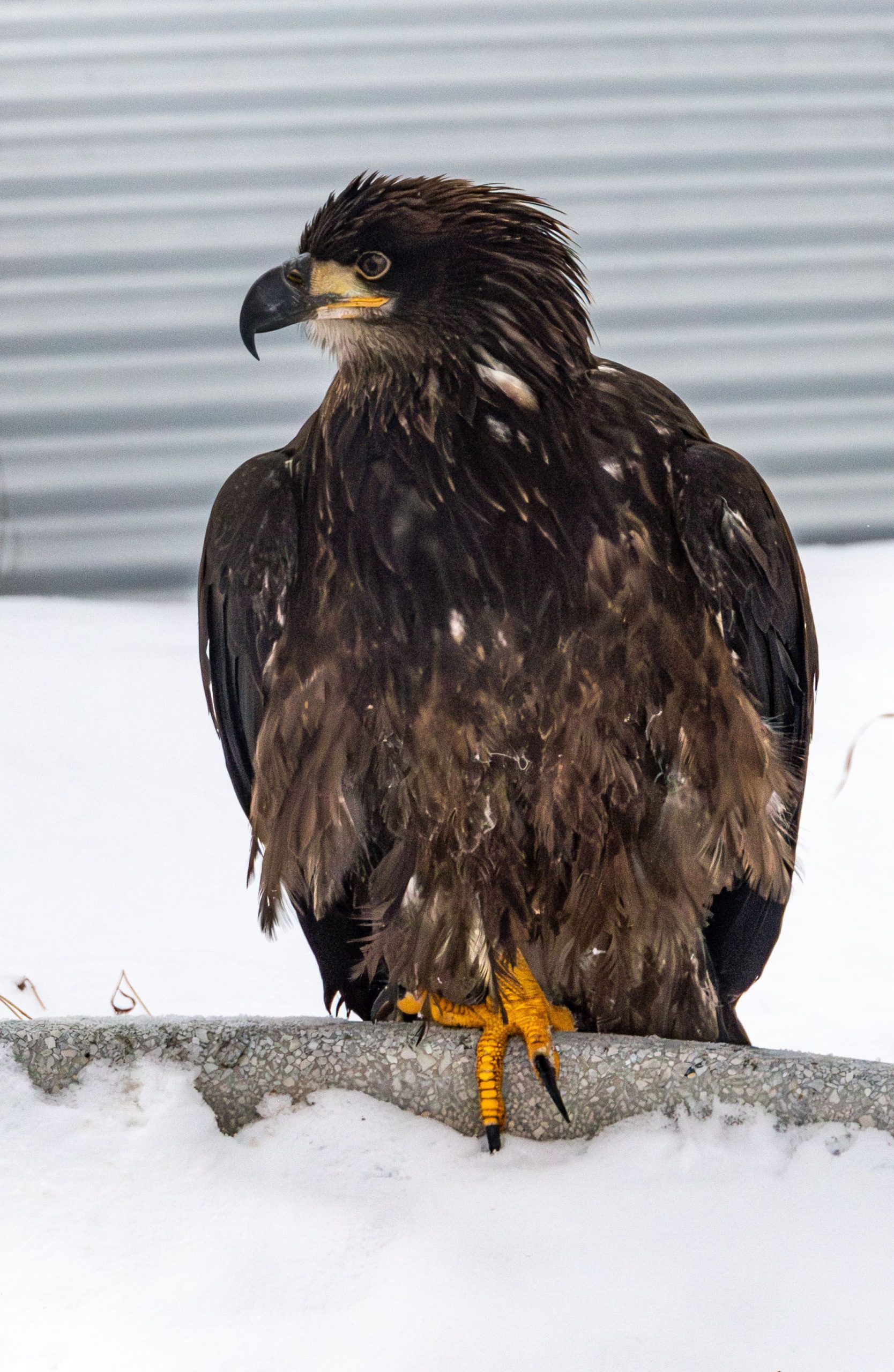 mature bald eagle in rehabilitation 