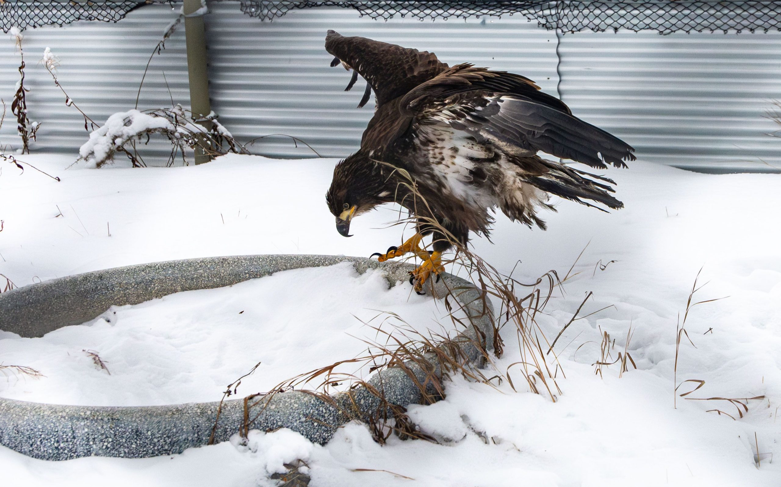 Old crow bald eagle upon arrival and admittance into the Wildlife Rehabilitation Centre at the Preserve. May 10th. Photo credit L.Caskenette