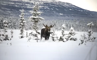 The Curious Case of Dewlaps: Moose and Their Underappreciated and Mysterious Neck Accessories