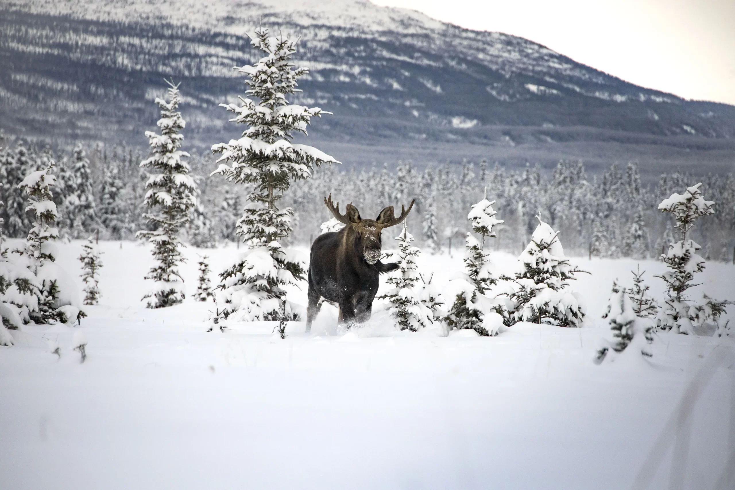 Moose watson Jan 22YWP winter L.Caskenette dewlap swing - would this intimidate or attract you - if of course you were a moose?