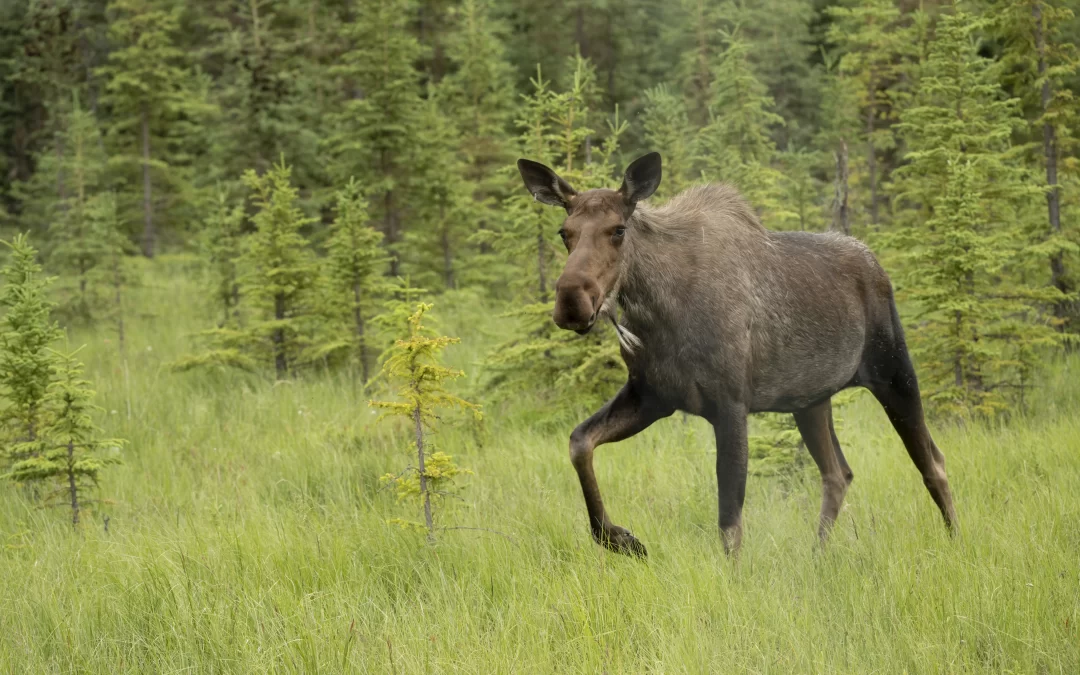 Jesse the Moose