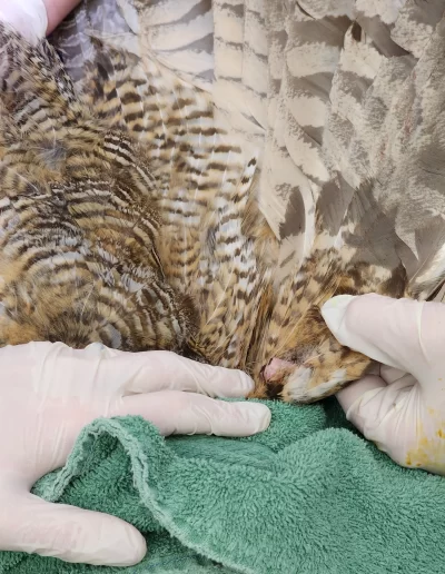 Close-up of a great horned owl's wing showing an old, healed fracture.