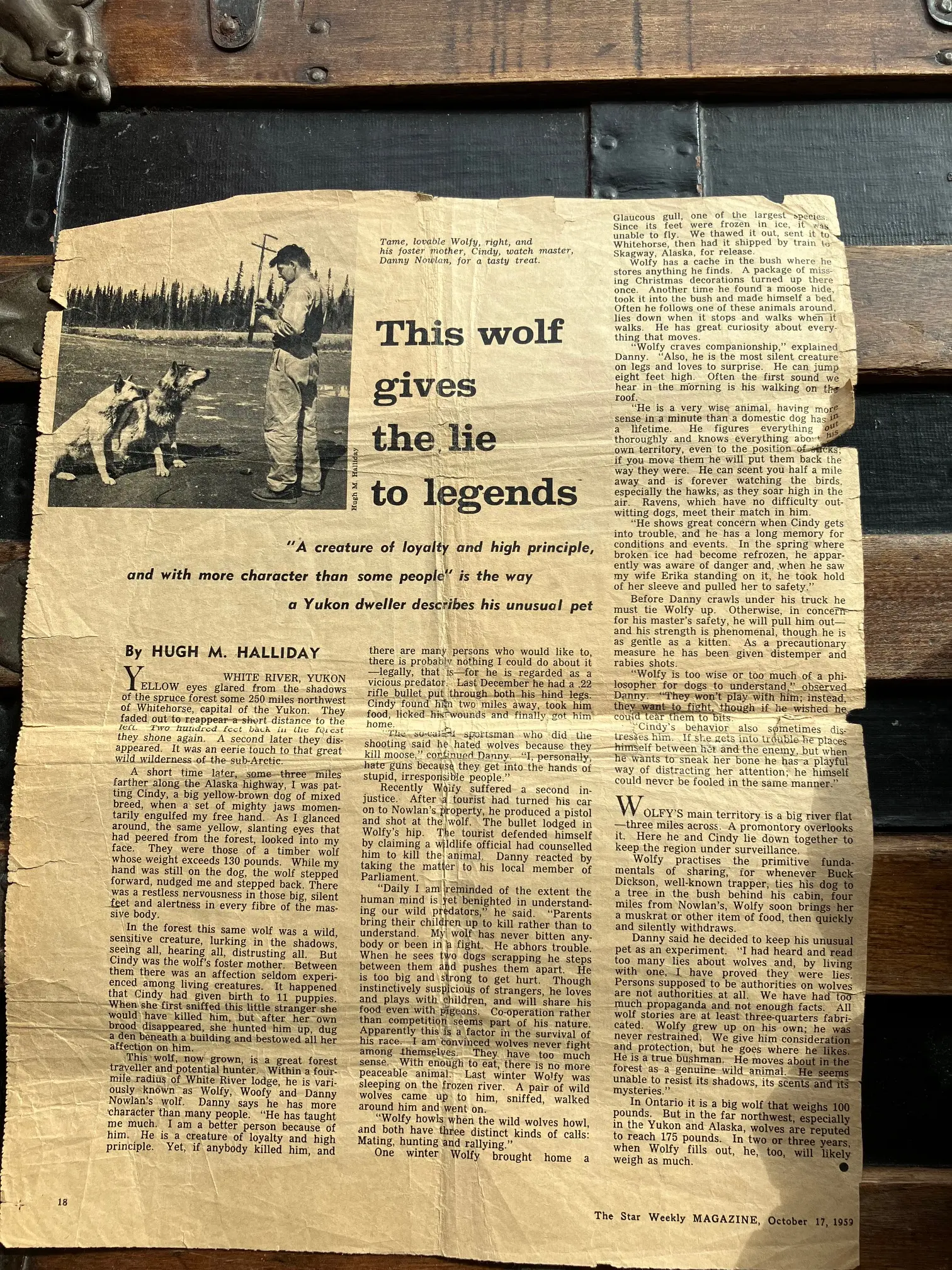 Wolfy Article