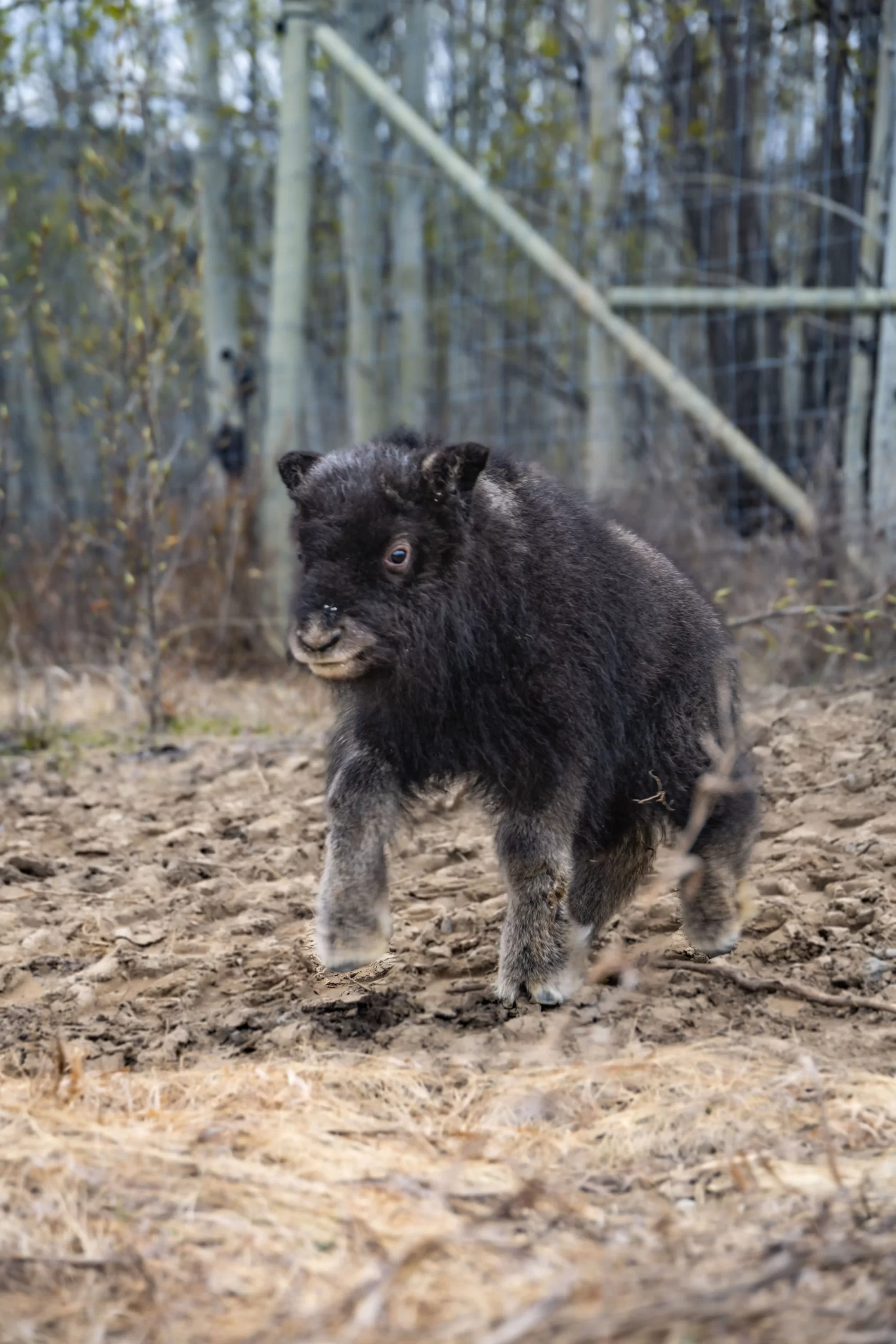 muskox calf spring 2025rejected bottle raised calf born May 1 B. Forsythe YWP