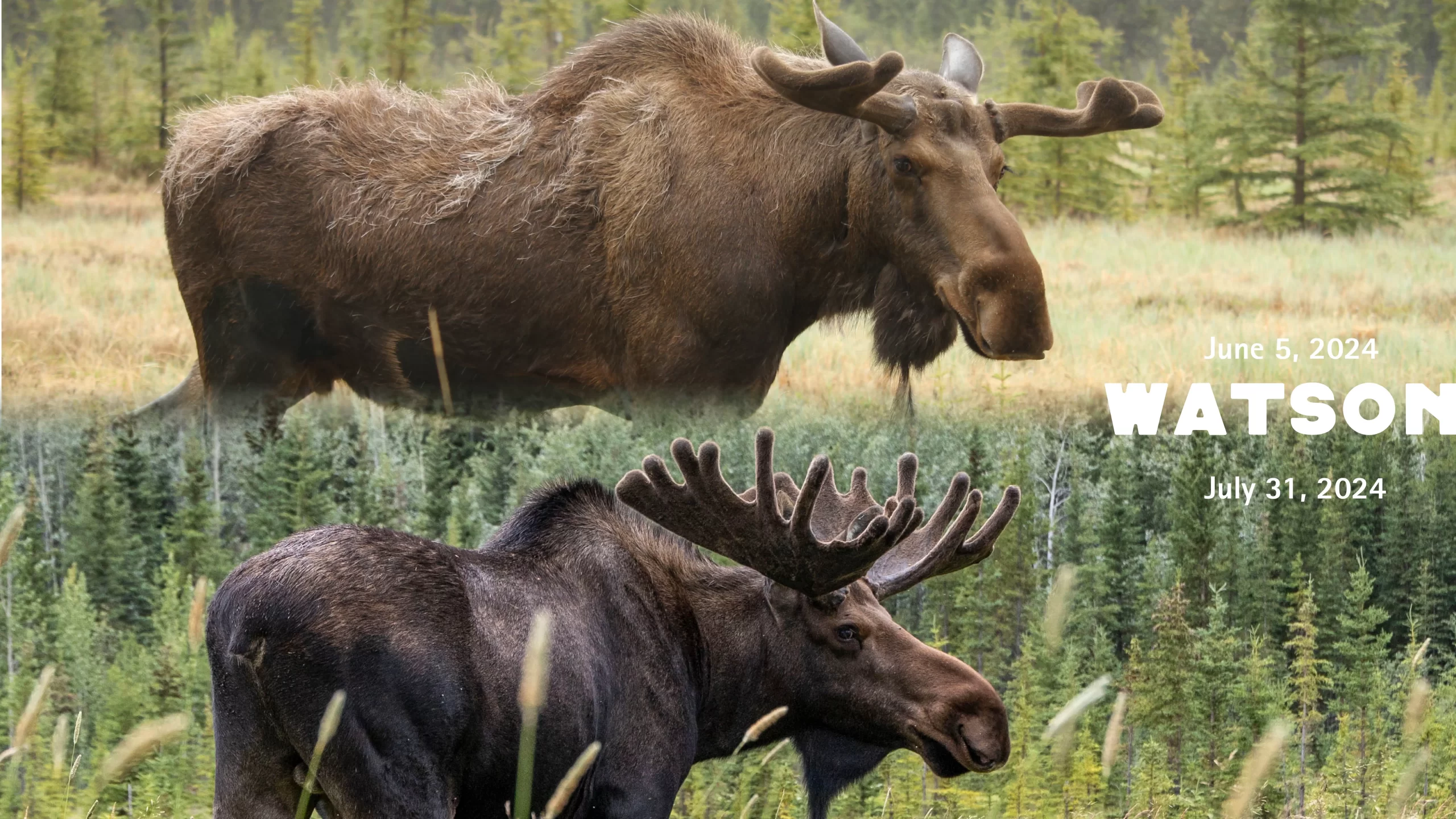 Watson side by side photo Photo of moose in fall colours.