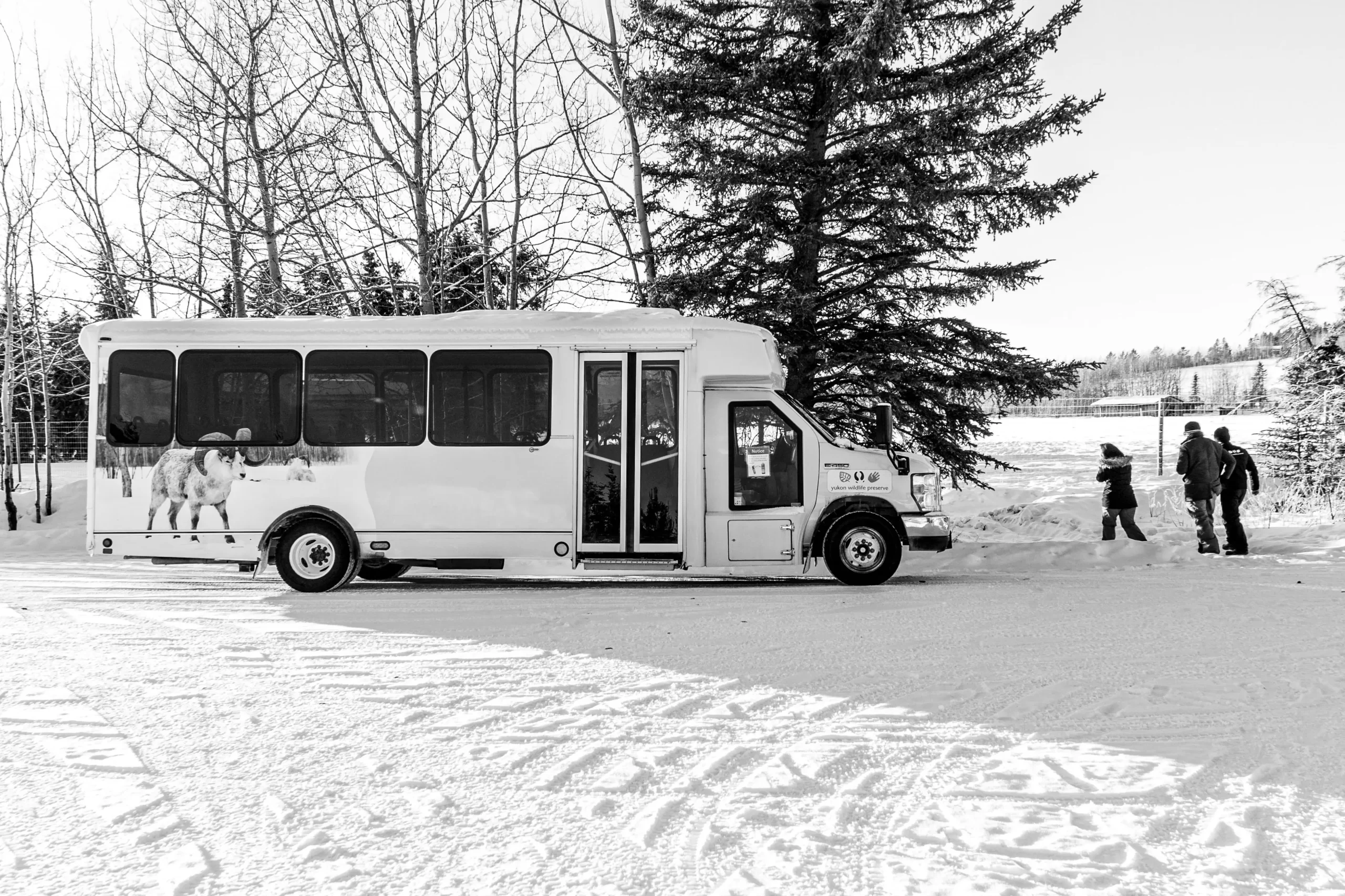 bus people winter 2024L.Caskenette YWP black and white Red Fox in winter. Photo by Lindsay Caskanette.