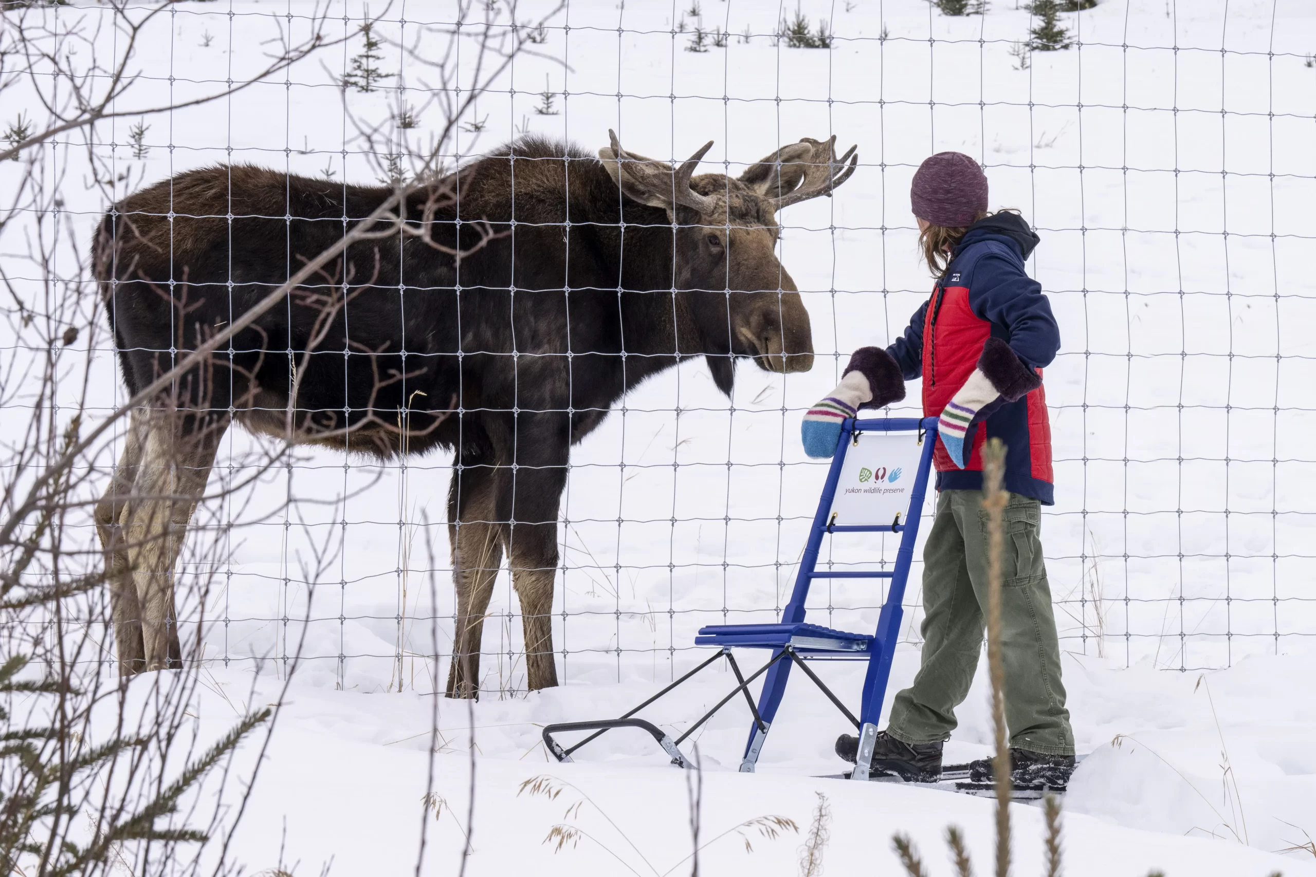 mkelly editYWP moose kicksled