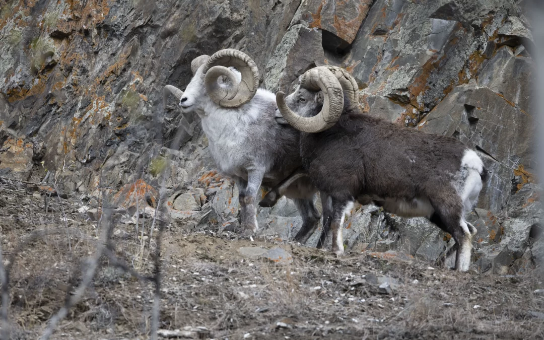 How Do Animal Communicate?