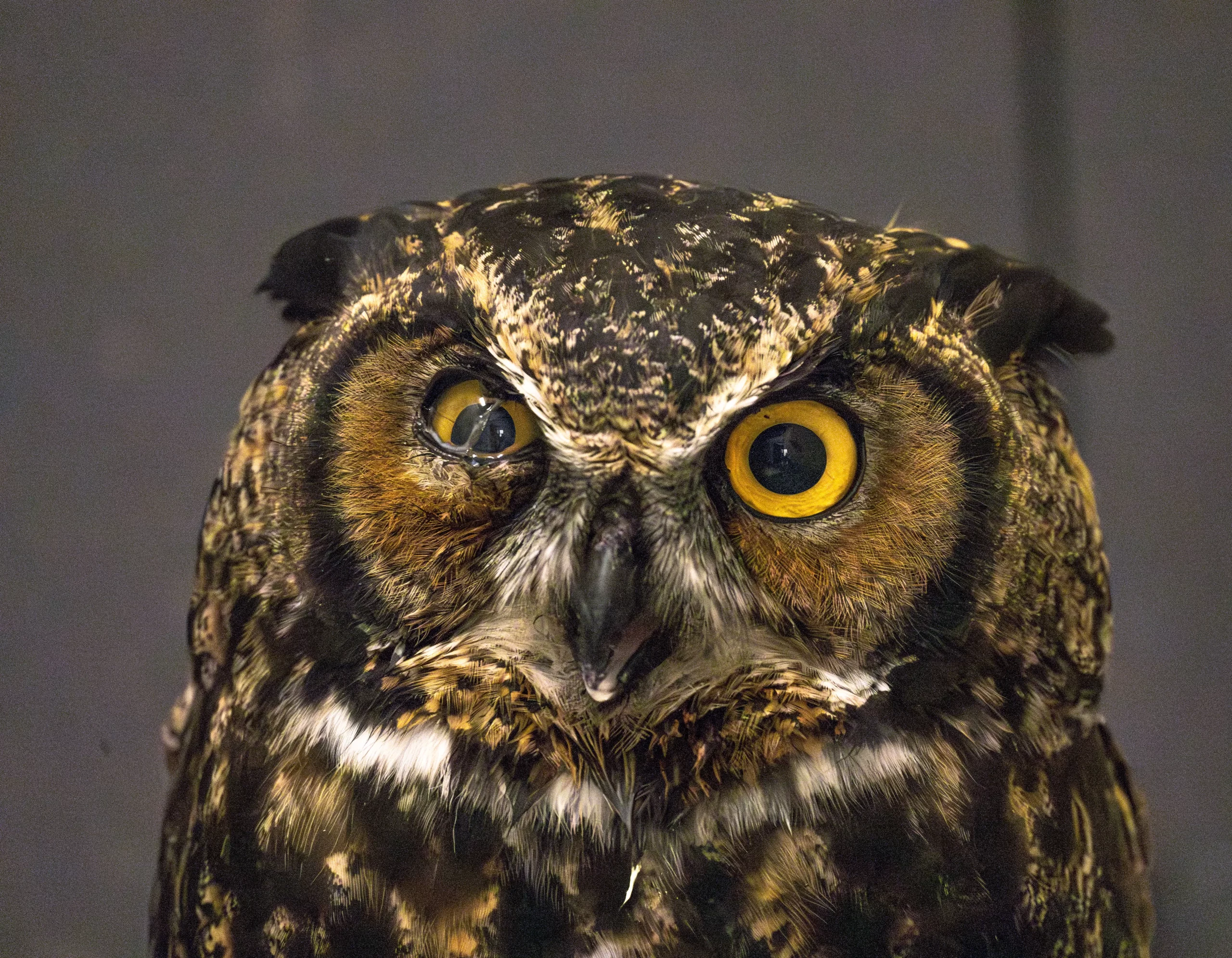 GHO great horned owl Sept 2025 YWP rehab bird L.Caskenette