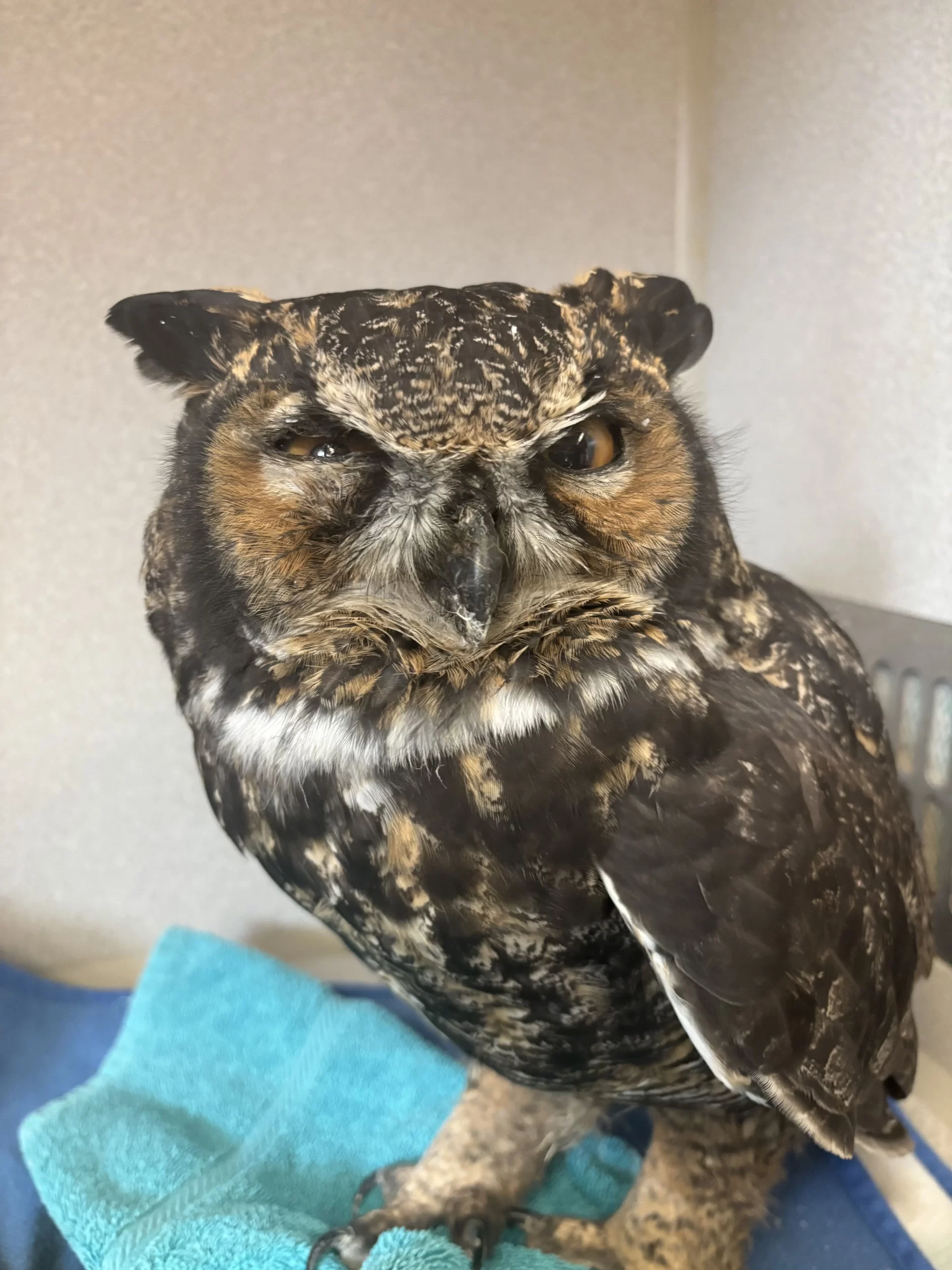 Great horned owl - eye injury from suspected vehicle strike.