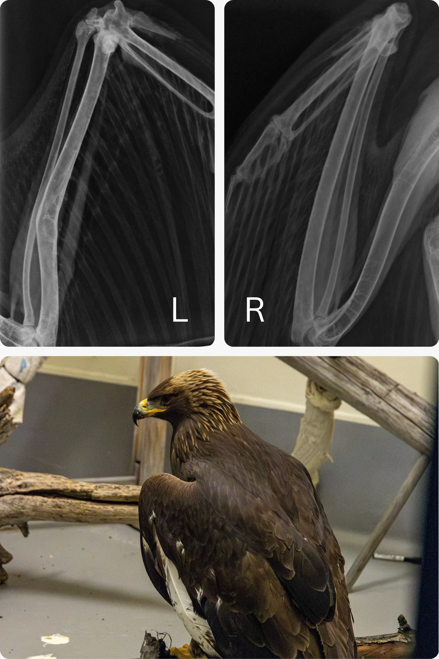 Golden eagle  left wing injury - Widllife rehabilitation at the Yukon Wildlife Preserve.  Campring the left and right xray of the eagle wings. Can you notice the difference? 