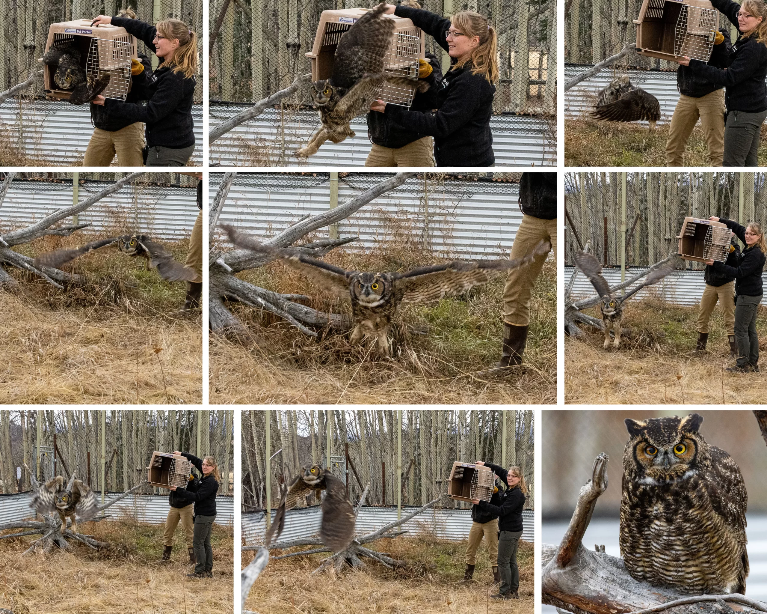 One-eyed great horned owl in care at the Yukon Wildlife Preserve Wildlife Rehabilitation Centre. photo credit Lindsay Caskenette