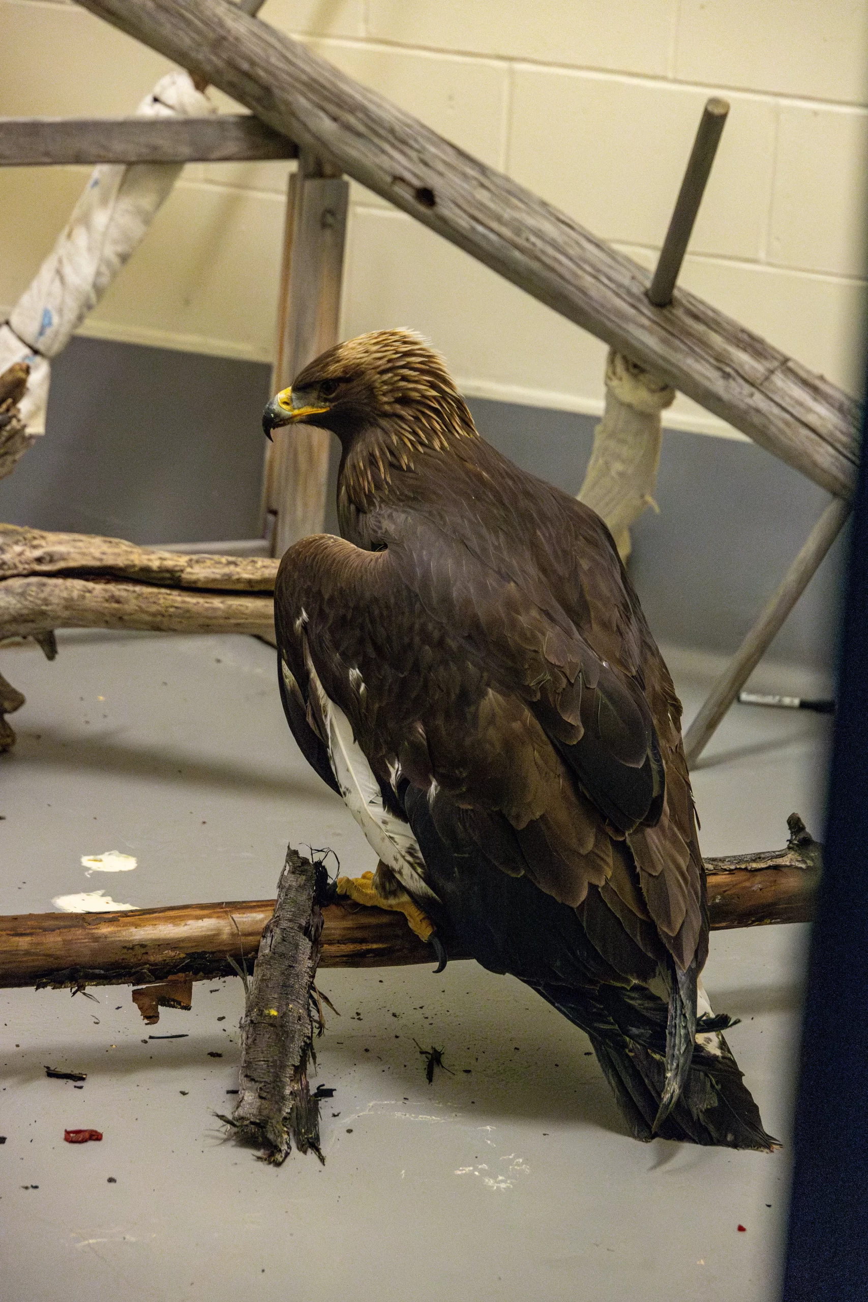 One-eyed great horned owl in care at the Yukon Wildlife Preserve Wildlife Rehabilitation Centre. photo credit Lindsay Caskenette