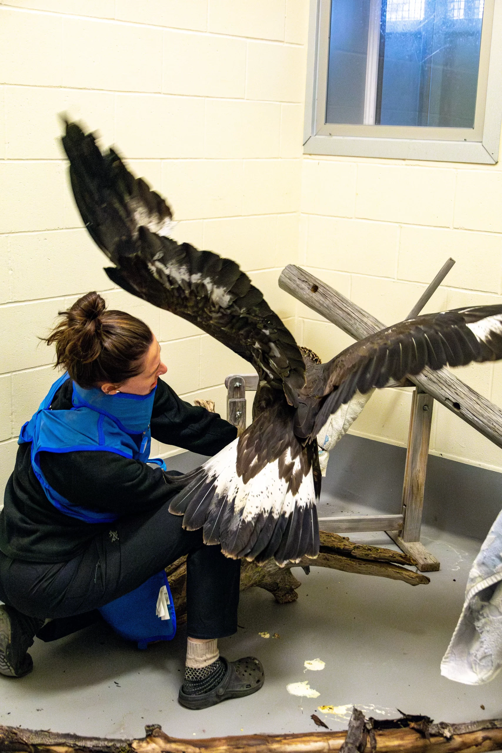 Vet assessment of the one-eyed great horned owl by Yukon Wildlife Preserve Animal Care team.  Photo Credit: L.Caskenette