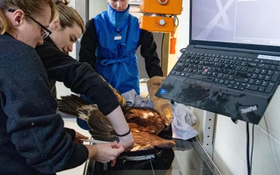 Golden Opportunity: A Young Eagle’s Second Chance