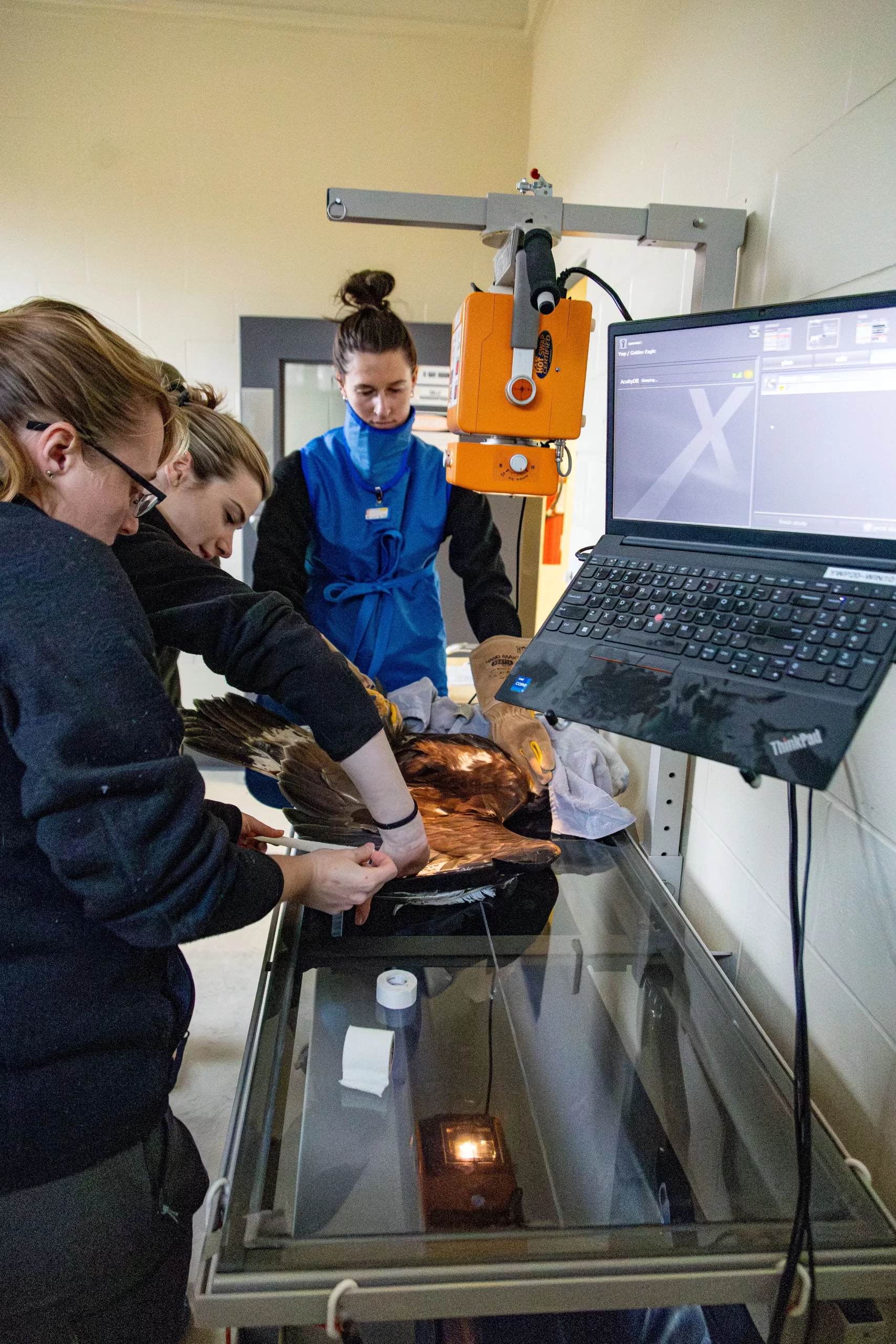Golden eagle left wing injury - Widllife rehabilitation at the Yukon Wildlife Preserve. Photo credit Lindsay Caskenette. The animal care team xray the animal to further assess injury where no palpable fracture of dislocations were noted.