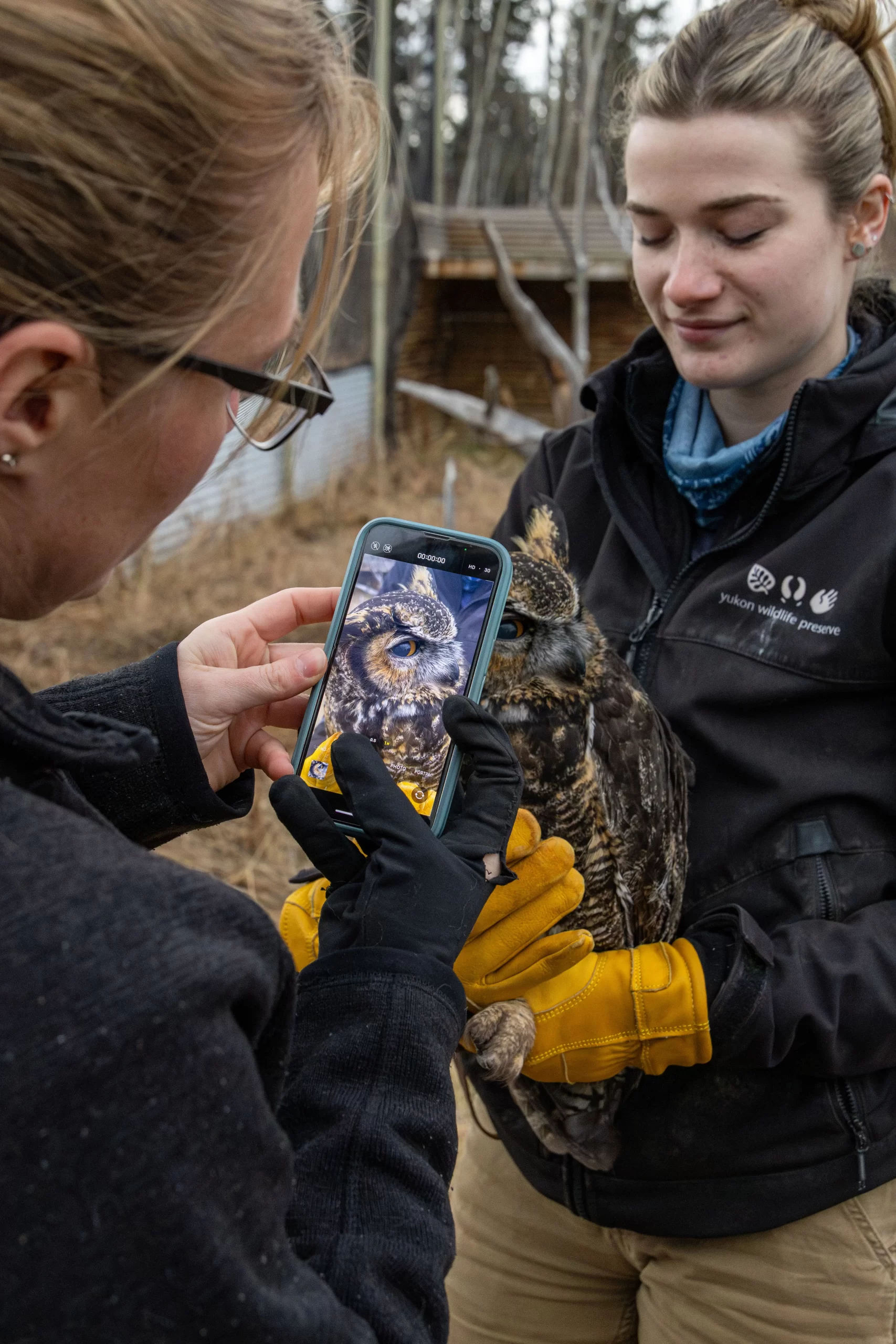 Vet assessment of the one-eyed great horned owl by Yukon Wildlife Preserve Animal Care team.  Photo Credit: L.Caskenette