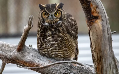 One-Eyed Owl Care Continues