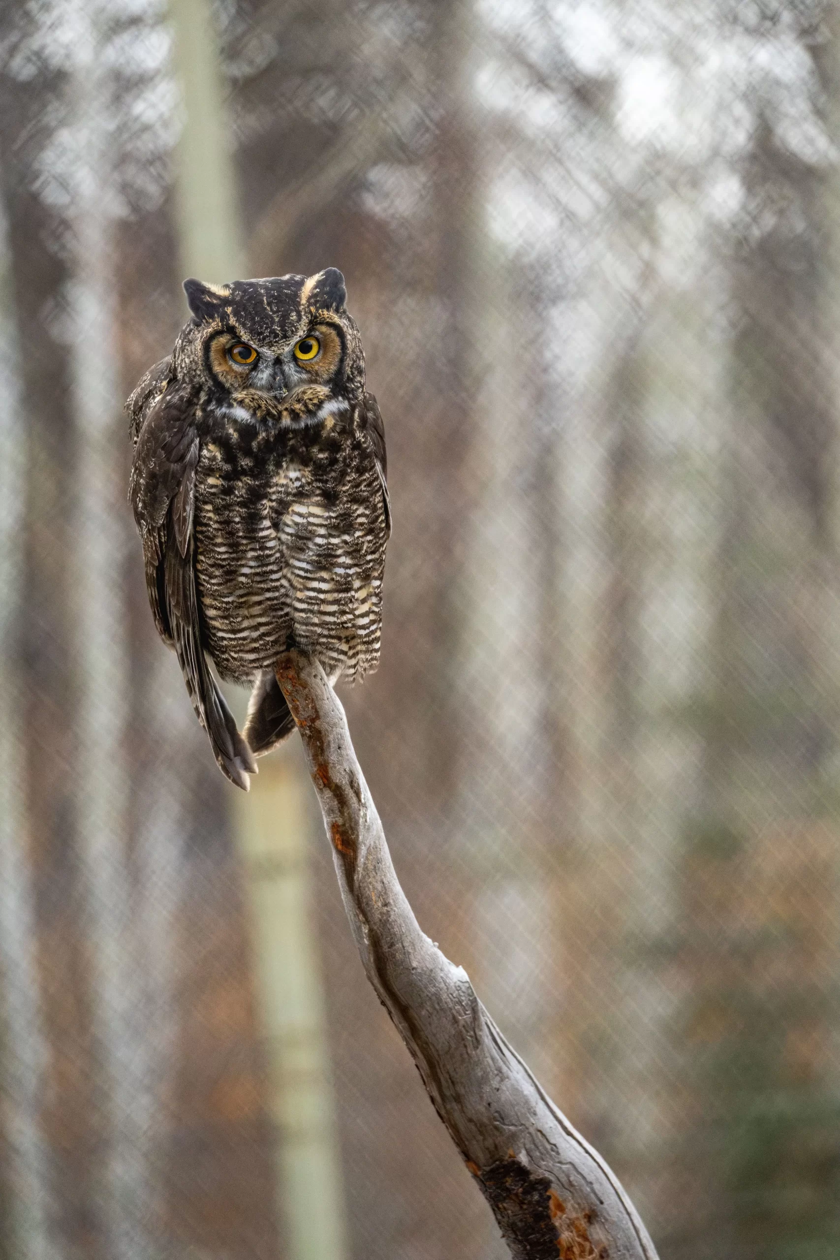 One-eyed great horned owl in care at the Yukon Wildlife Preserve Wildlife Rehabilitation Centre. photo credit Lindsay Caskenette