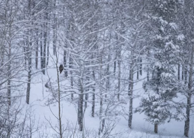 A hawk owl is perched on a tree in the forest among heavy snowfall. L.Caskenette