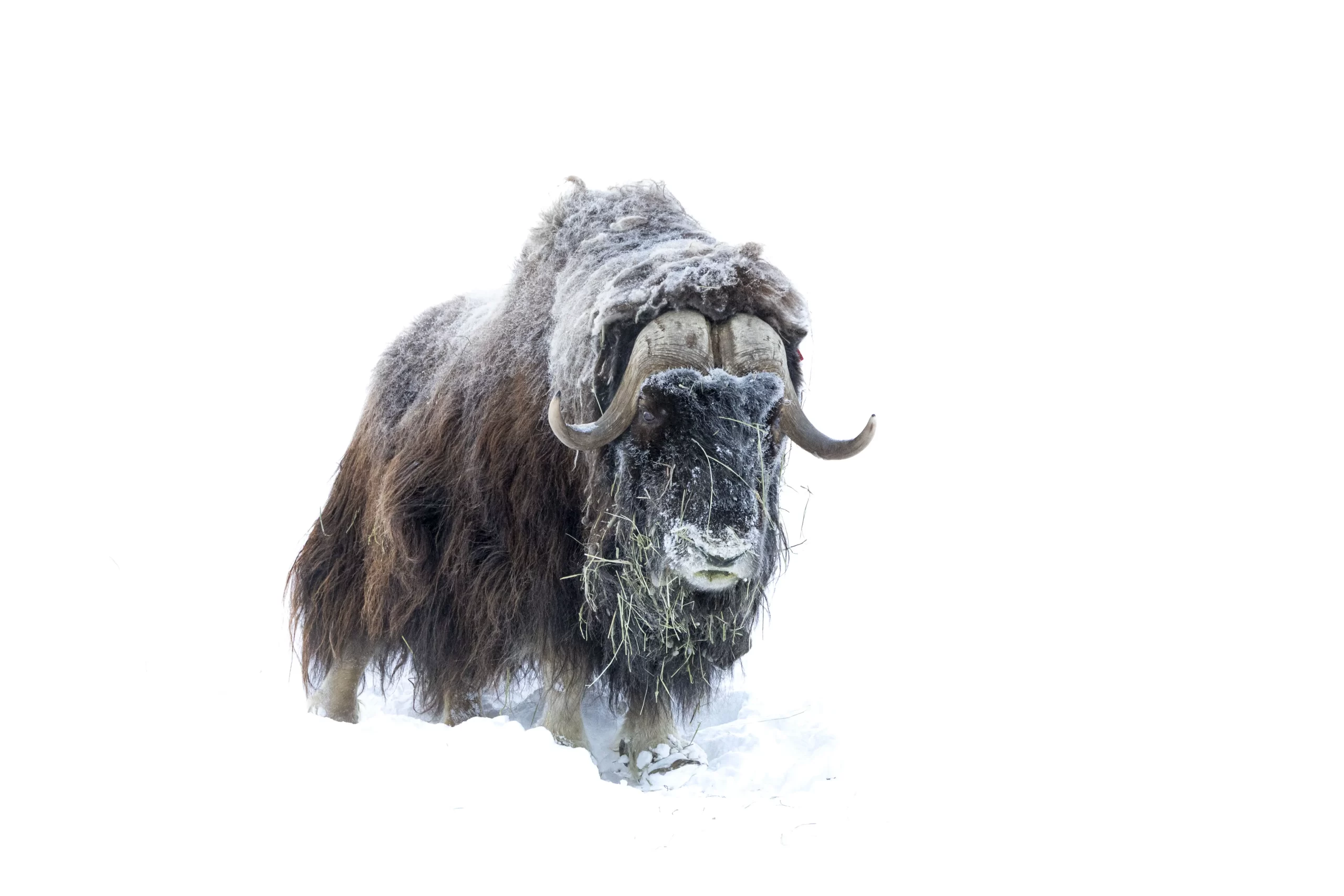 muskox ain white out snow conditions at the Yukon Wildlife Preserve. J. Paleczny