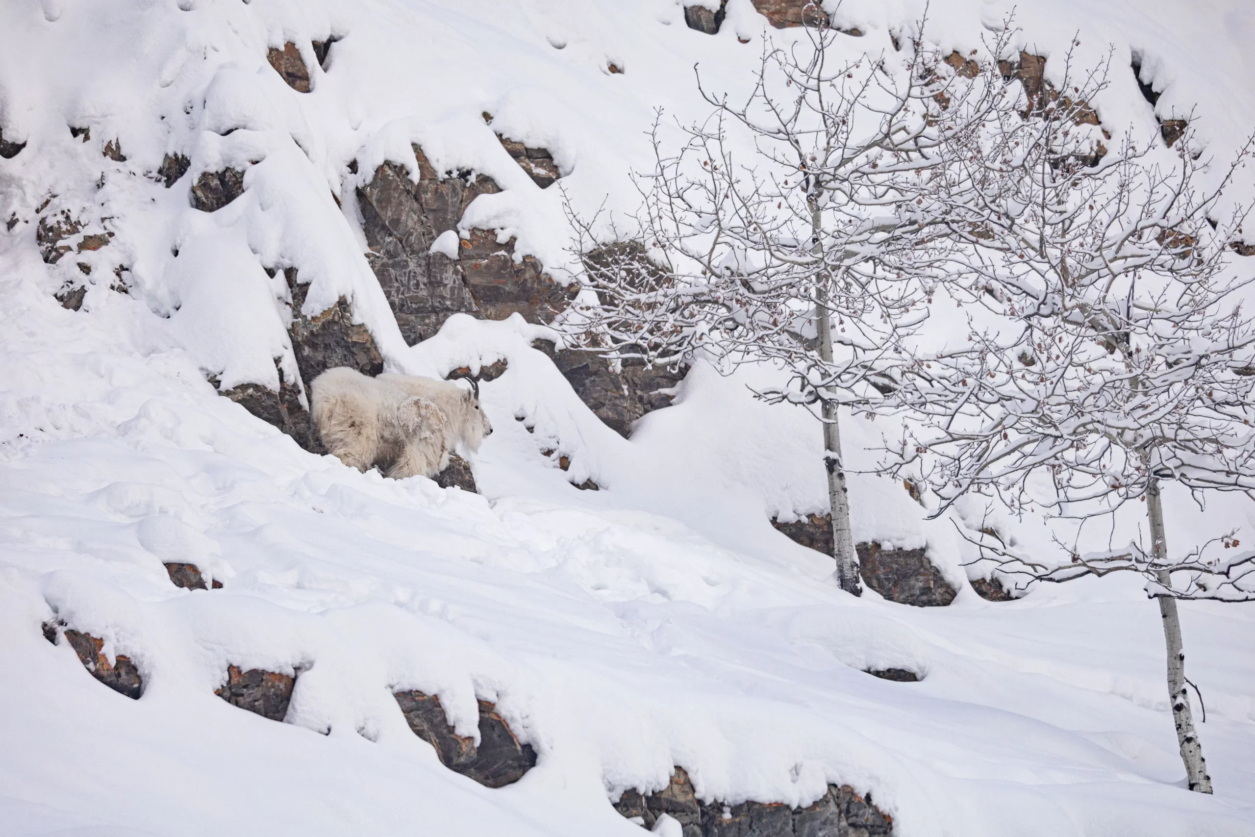 Mountain goat in a snowy mountain landscape at the Yukon Wildlife Preserve. L. Caskenette