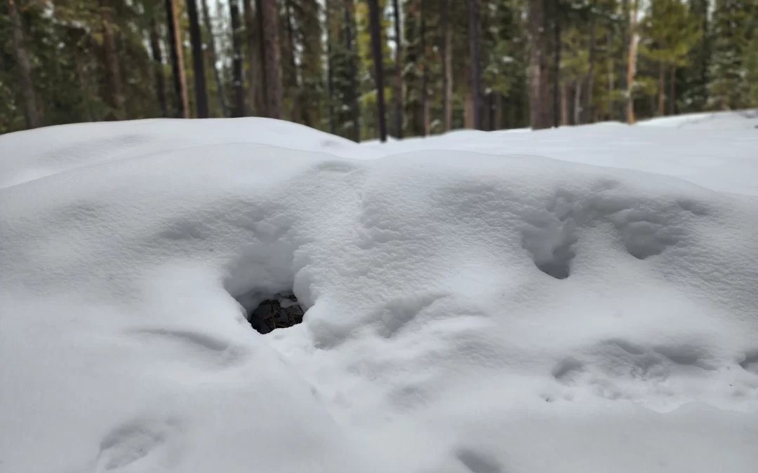The World Under the Snow
