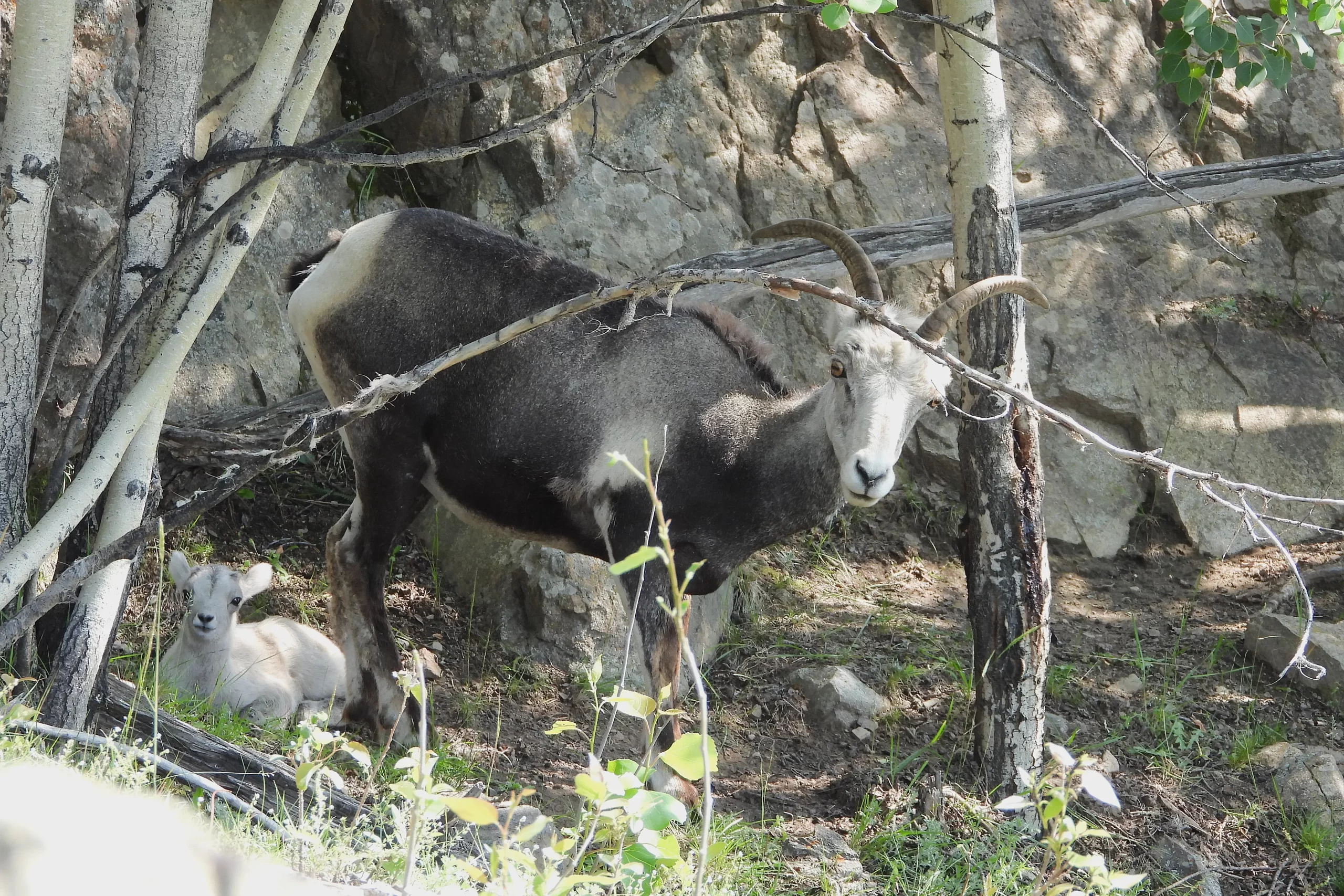 Sheep ewe and lamb in the safety of the forest and cliff habitat at the Yukon Wildlife Preserve.