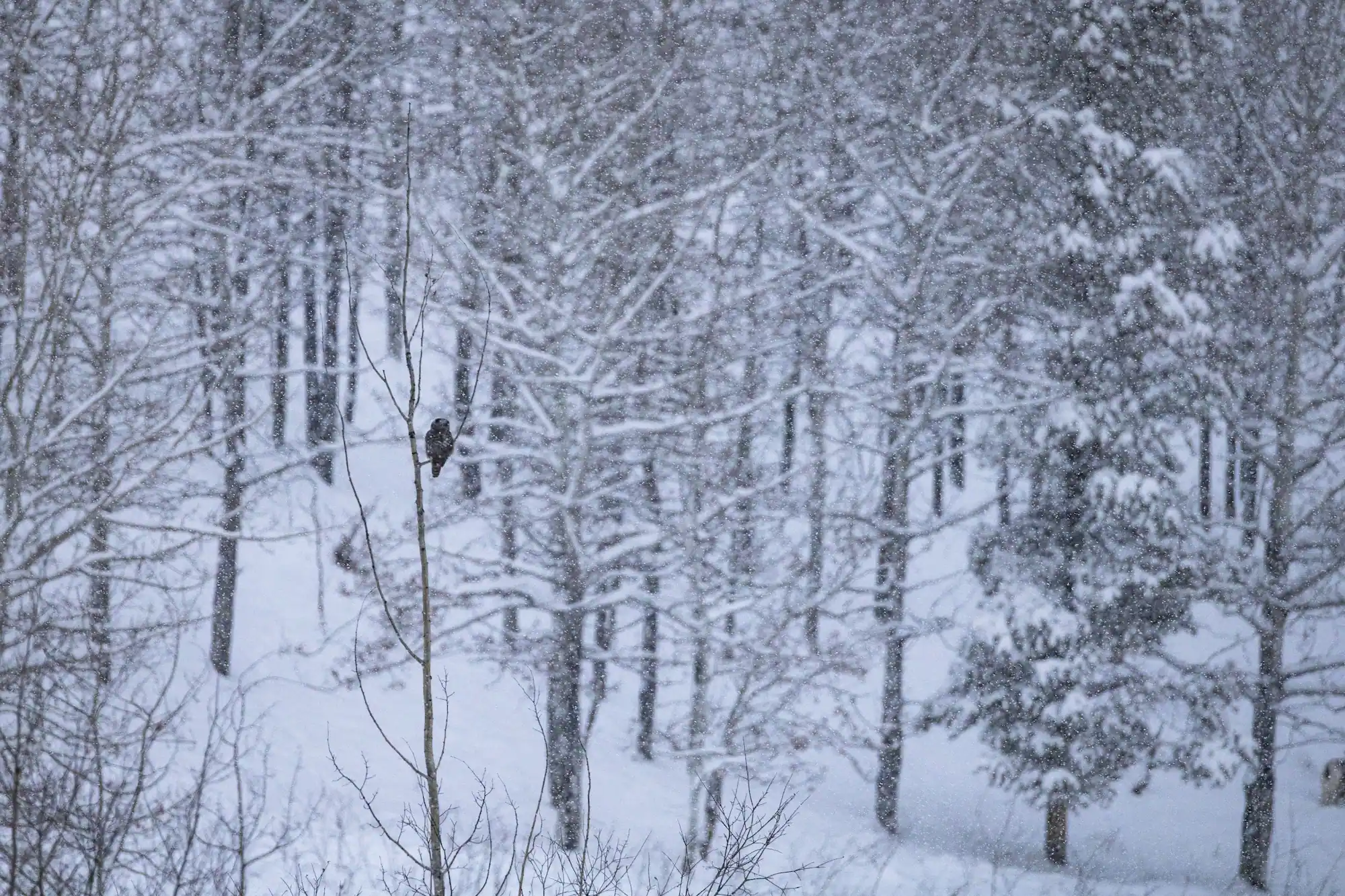 Hawk owl wild - snowywinter Dec 8YWP L.Caskenette_1 Photo of moose in fall colours.