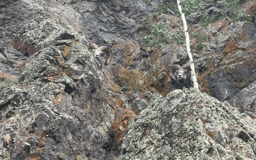 Wet Feet and Thinhorn Sheep