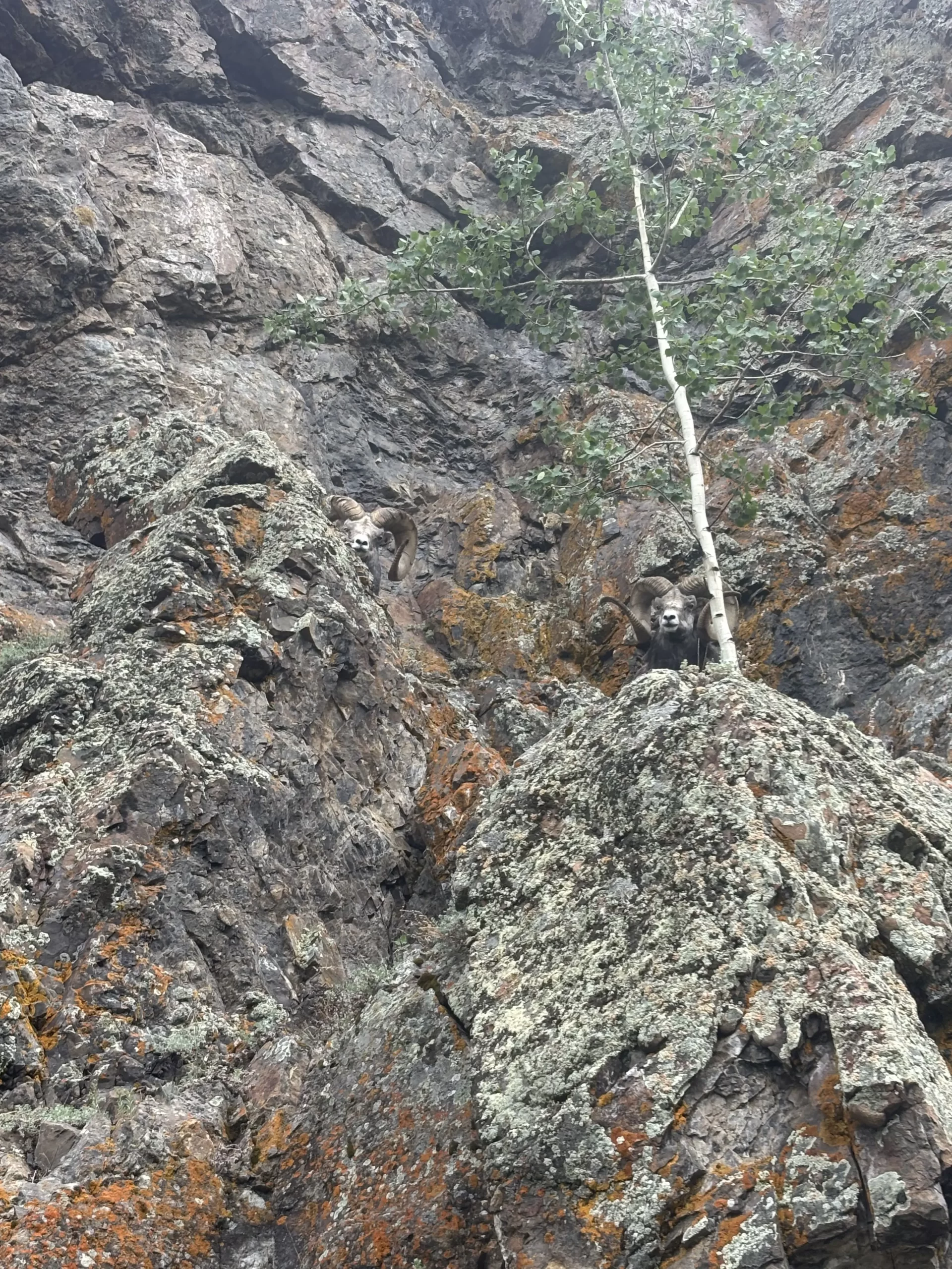 Sheep on the cliff at the Yukon Wildlife Preserve taken by Jessie Jacobs