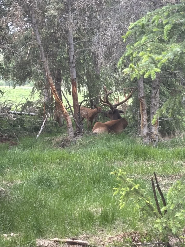 elk in the forest at the Yukon Wildlife Preserve taken by Jessie Jacobs