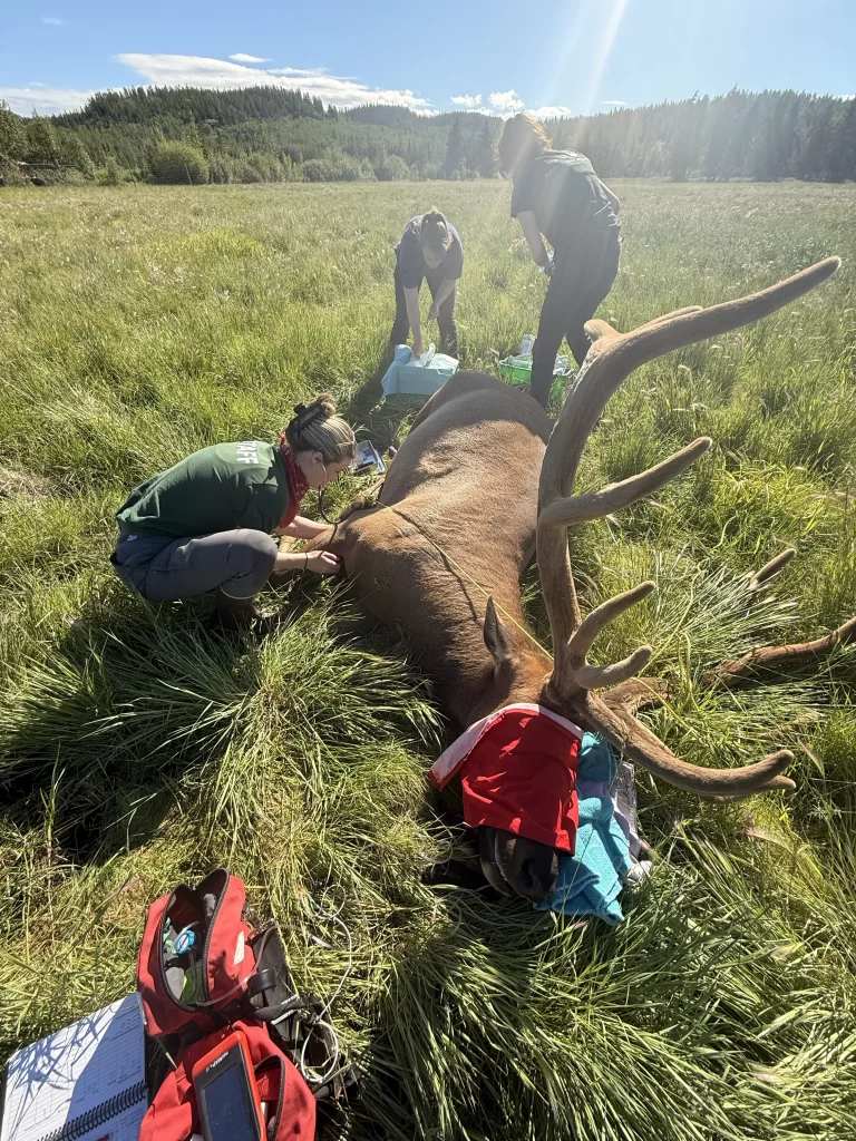 Yukon Wildlife Preserve animal care team perform an immobilization on an elk