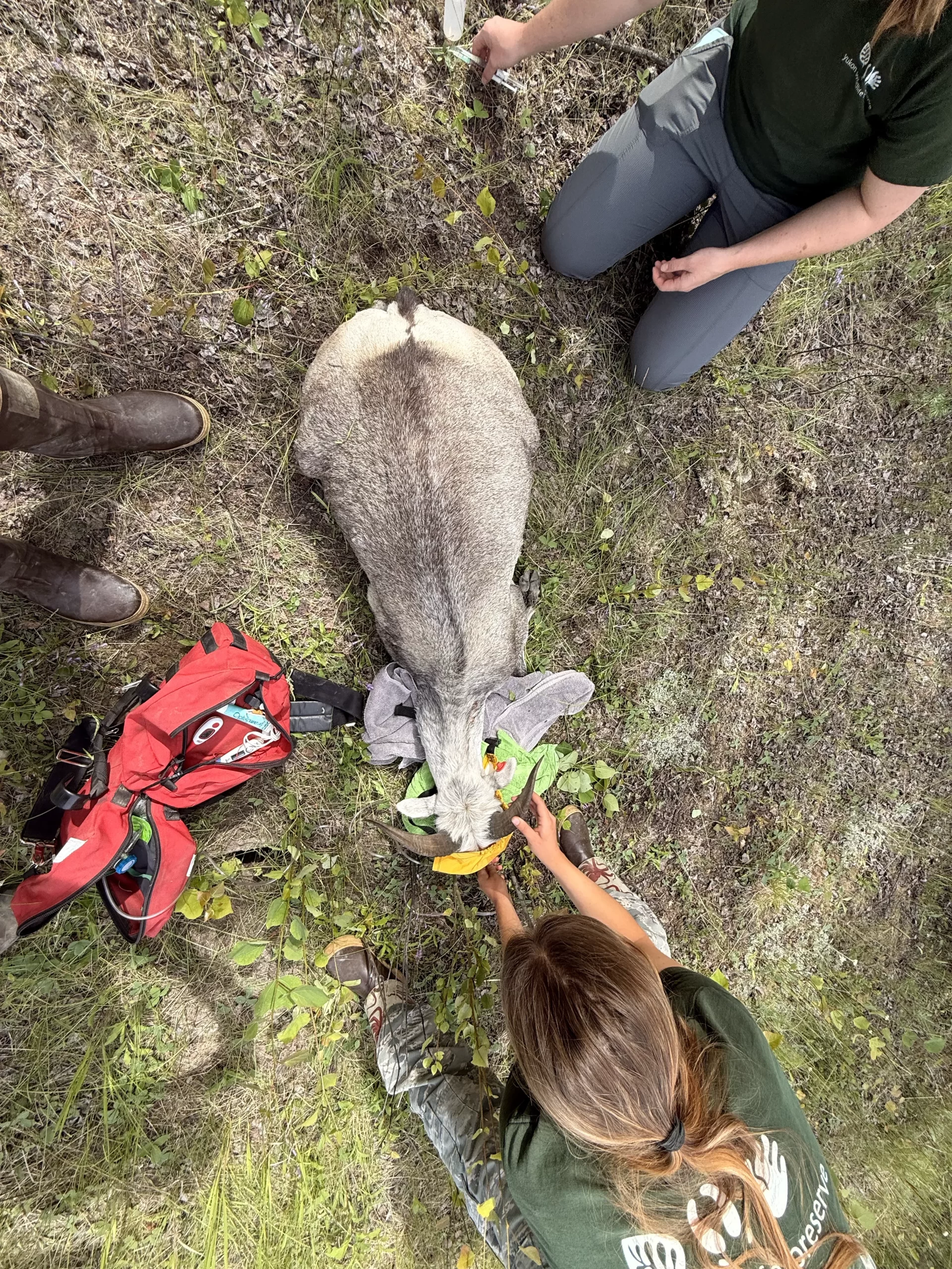 Yukon Wildlife Preserve animal care team perform an immobilization on a thinhorn sheep