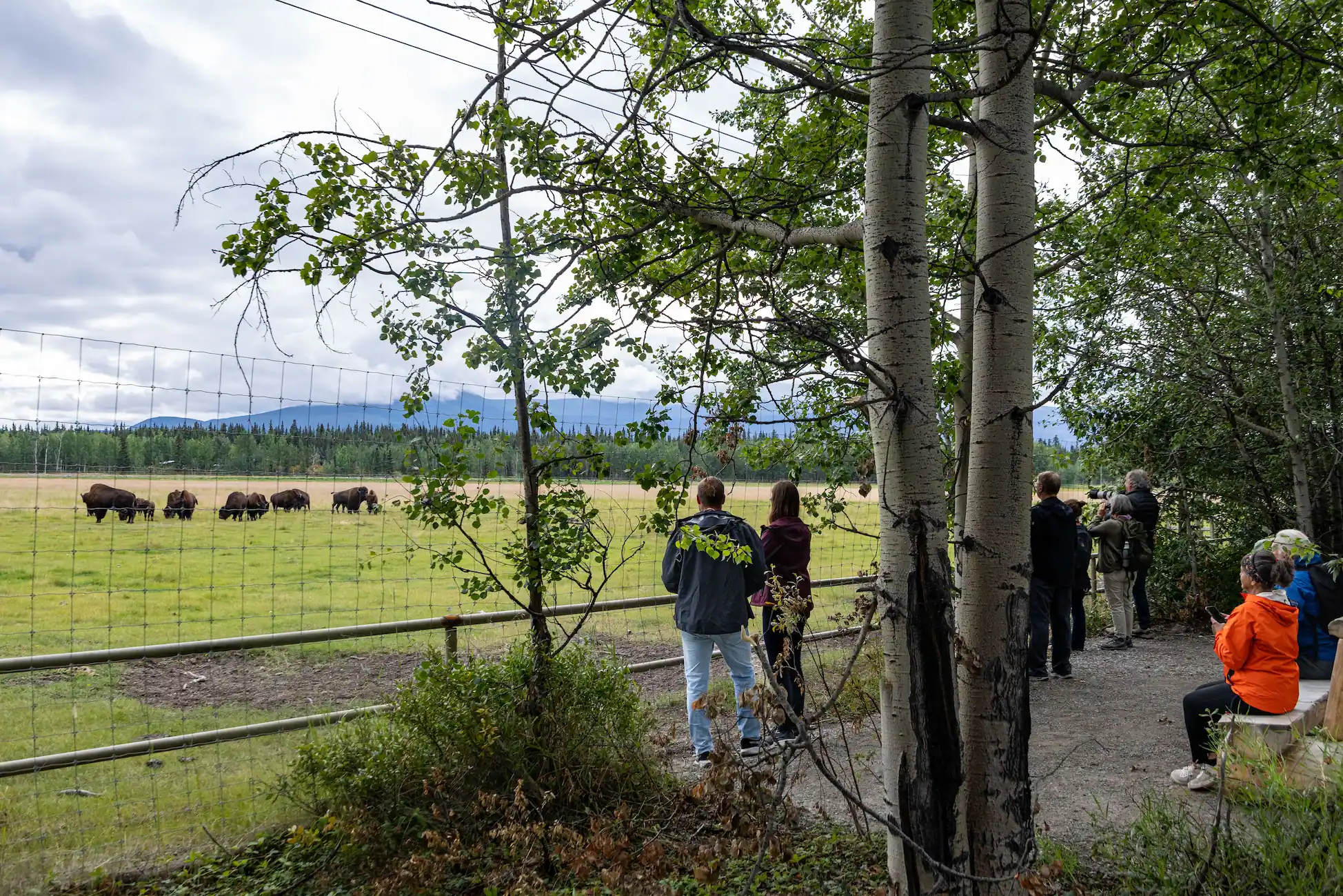 Bison viewing