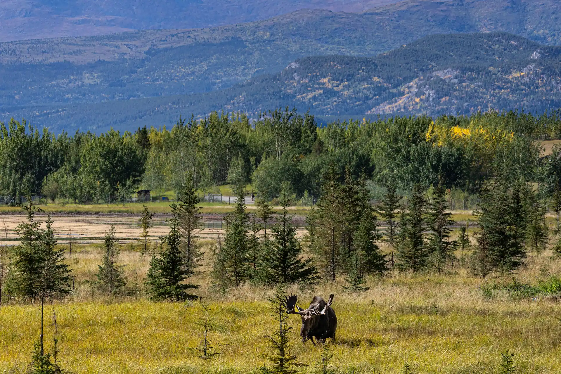 moose fall watson Sept 2025 YWP L.Caskenette Photo of moose in fall colours.