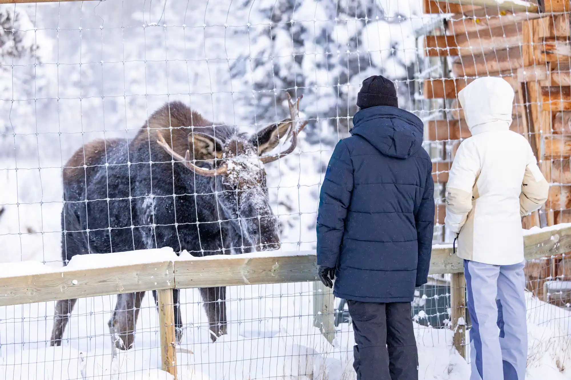 winter people snow YWP Dec 2025 muskox bison moose goatL.Caskenette_4