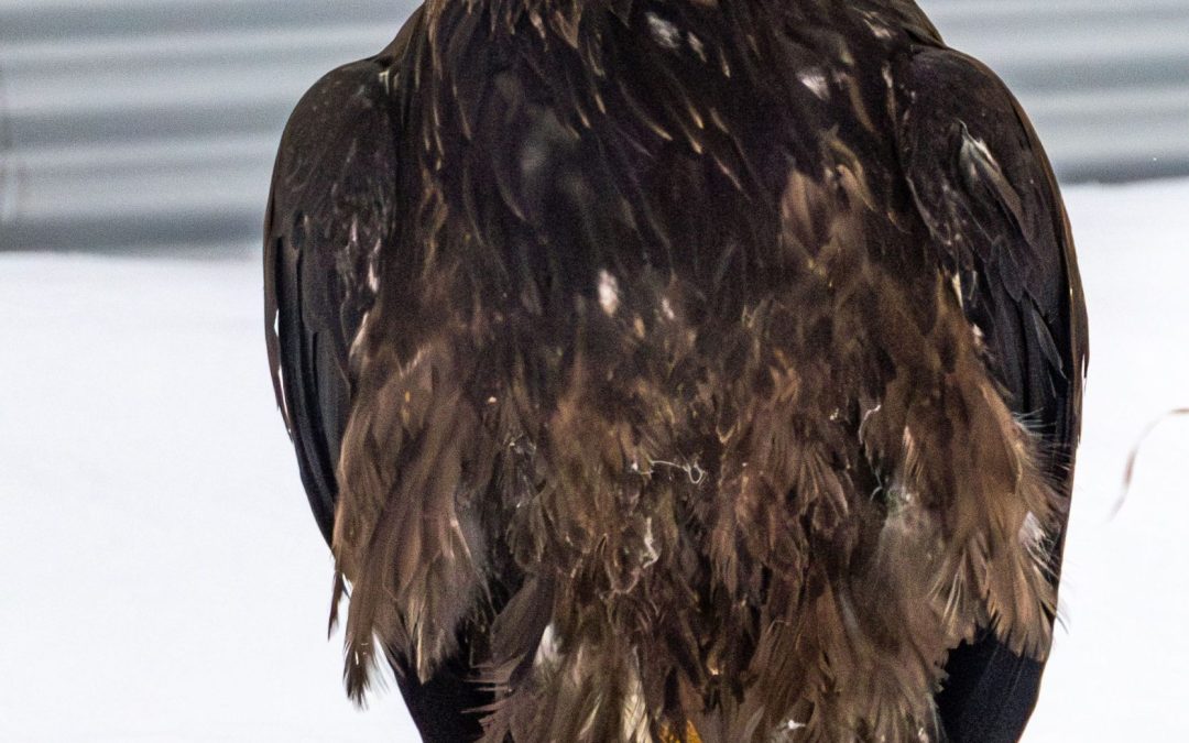 Carmacks Juvenile Bald Eagle Recovery